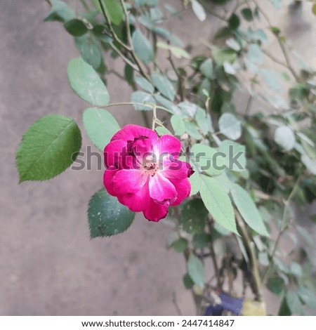 A red coloured rose picture