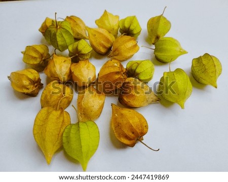 ciplukan fruit (Physalis angulata) that has been picked from the garden and tastes very delicious Royalty-Free Stock Photo #2447419869