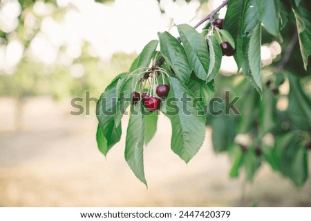Ripe Bing Cherries on a Branch Royalty-Free Stock Photo #2447420379