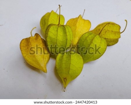 seven ciplukan fruit (Physalis angulata) that had been picked from the garden and the color was very beautiful Royalty-Free Stock Photo #2447420413
