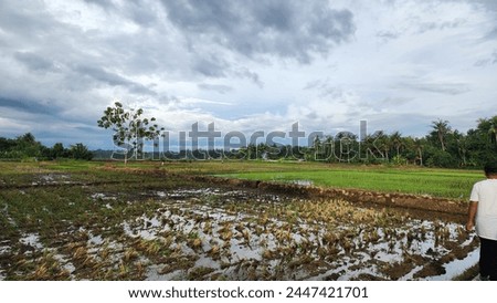 paddy field begin the plant seassons