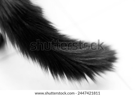 Black long hair cat tail isolated on white background. pet ownership, pet friendship concept. Pets friendly and care concept.
 Royalty-Free Stock Photo #2447421811