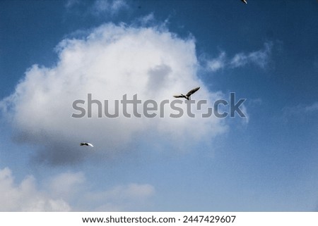 a beautiful picture of flying birds in the sky with beautiful clouds.
