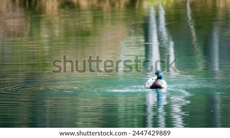 Duck Floating on Top of Body of Water