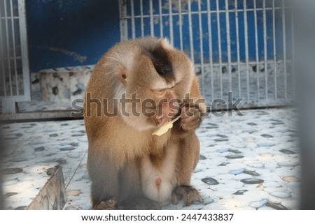 Visitors enter the zoo and feed the animals. In the picture, a monkey is eating ice cream