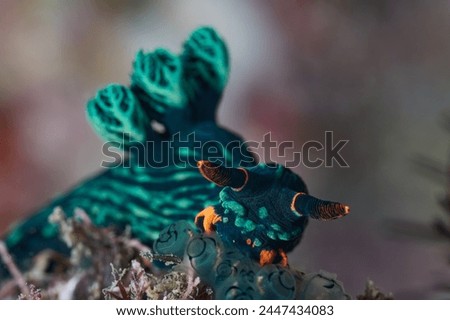 Nembrotha kubaryana sea slug nudibranch
