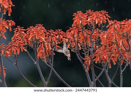 a small hummingbird collects nectar from flowers during the rain