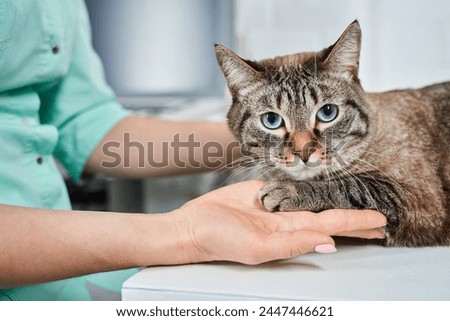 Veterinarian holding cat's paw at the clinic on the steel table. Recovering after injury, healthcare concept, domestic animals treatment, trust and care Royalty-Free Stock Photo #2447446621