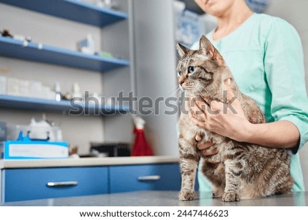 Close up of a veterinarian holding a domestic cat in hands at the clinic. Recovering after injury, healthcare concept, domestic animals treatment, trust and care Royalty-Free Stock Photo #2447446623