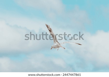 Sea Gulls at Scheveningen Beach Royalty-Free Stock Photo #2447447861