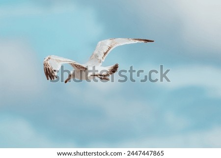 Sea Gulls at Scheveningen Beach Royalty-Free Stock Photo #2447447865