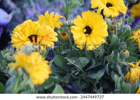 yellow Calendula officinalis flower in garden, Pot Marigold, Ruddles, Mary's gold or Scotch marigold is a flowering plant in the daisy family Asteraceae, Calendula flower closeup