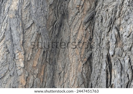 Old tree texture. Bark pattern, For background wood work, Bark of brown hardwood, thick bark hardwood, residential house wood. nature, tree, bark, hardwood, trunk, tree , tree trunk close up texture Royalty-Free Stock Photo #2447451763