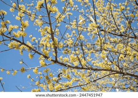 Dogwood tree blooming with yellow flowers