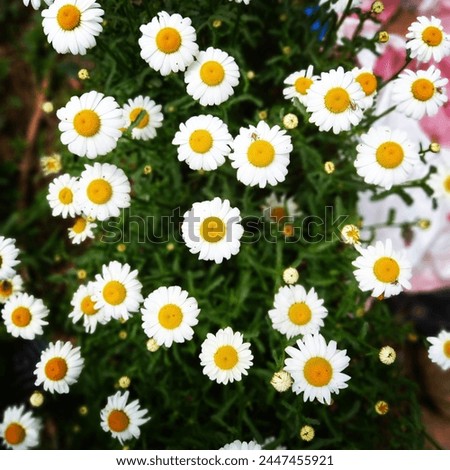 prefect blend of nature combination of white yellow and green. happiness of spring  Royalty-Free Stock Photo #2447455921