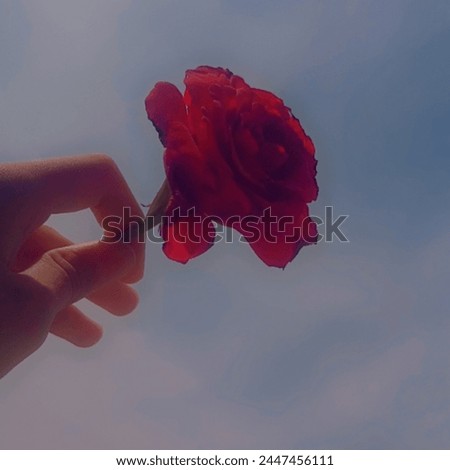 A Beautiful original red rose picture.