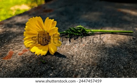 Beautiful sunflower picture close click focus beautiful sunflower 