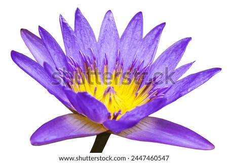 Tropical lotus flower blooming with visible stamens and pistils isolated on white background. Water Lilly single plant in spring and beautiful floral element for design.