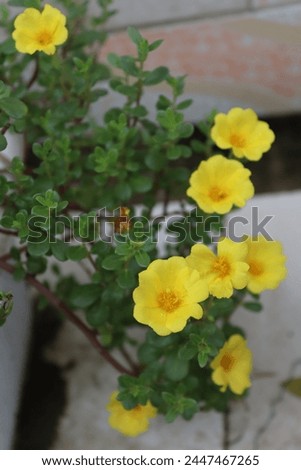 hibbertia diamesogennos, hibbertia flowers hi res stock photography and image