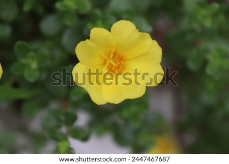 hibbertia diamesogennos, hibbertia flowers hi res stock photography and image