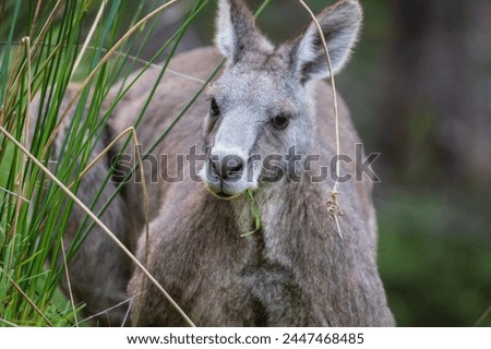 Grazing Kangaroo in the Lush Green Meadow in Kennett River, Australia