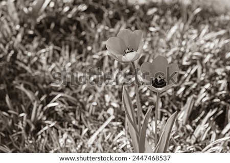 tulip flowers in a sepia black and white picture