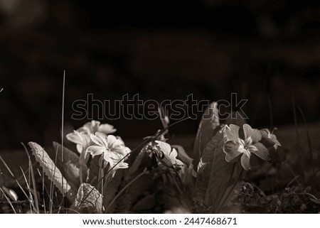 primrose flowers in a sepia black and white picture