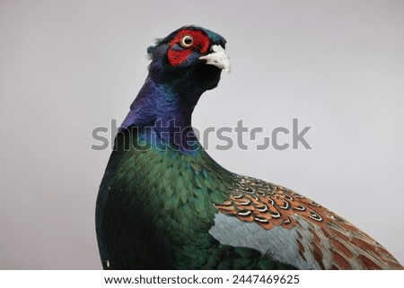 The green pheasant (Phasianus versicolor), also known as the Japanese green pheasant, is an omnivorous bird native to the Japanese archipelago, to which it is endemic. Royalty-Free Stock Photo #2447469625