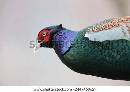 The green pheasant (Phasianus versicolor), also known as the Japanese green pheasant, is an omnivorous bird native to the Japanese archipelago, to which it is endemic. Royalty-Free Stock Photo #2447469629