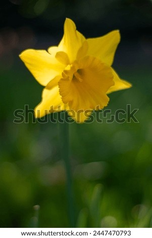 Blurred background with yellow daffodil, background with daffodil, Backlit daffodils, or narcissus, sign of Spring, Yellow daffodils in garden , spring flowers