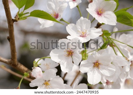 Japanese white Sakura, Someiyoshino cherry blossom full blooming flower branch (Natural+flash light, macro close-up photography) Royalty-Free Stock Photo #2447470935