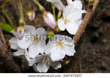 Someiyoshino cherry blossom full blooming flower branch (Natural+flash light, macro close-up photography) Royalty-Free Stock Photo #2447471837