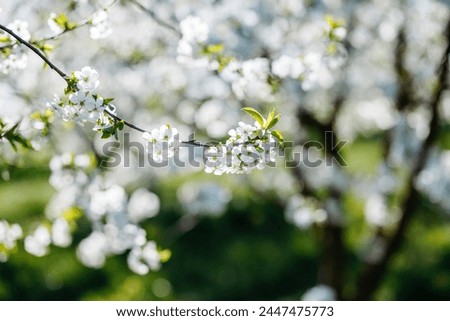 A blooming branch of a cherry tree with white flowers on a background on a sunny day. Scenic image of trees in charming garden. Flowering orchard in spring time. Photo wallpaper. Beauty of earth.