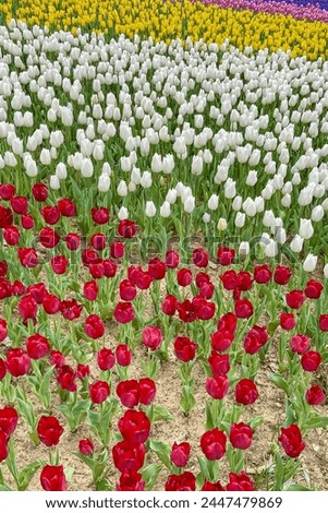 The Elegance of Spring. A Seasonal Festival Colorful with Tulips Coming from Nature. Spring Coming with the Revival of Nature. Landscape Decorated with Colorful Tulips and the Resurrection of Nature