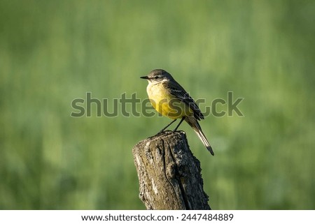 Yellow wagtail sitting on a wooden post