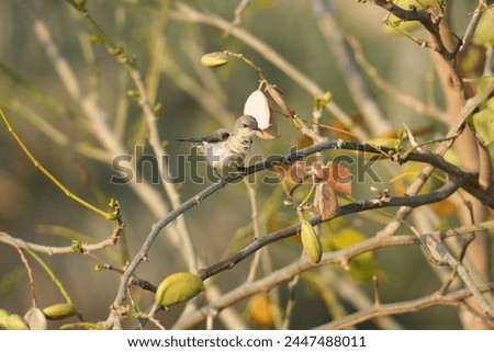 Close up picture of Purple sunbird. Purple sunbird photography. Wildlife photographer. Birds photography. Indian birds photography.