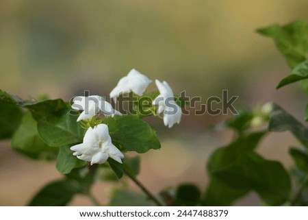 Close up picture of jasminum sambac flower. Photography of jasminum sambac flowers. Flower photography.