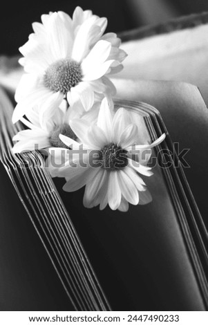 Daisy flowers  on open book. Black and white. Vintage memories. Mourning