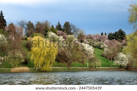 Flowering trees in the parks of Bucharest. Cherry trees and cherry blossoms in the streets. Walk among flowering trees in Tineretului park. Alley by the lake and flowering trees. Spring Lake in park Royalty-Free Stock Photo #2447505439