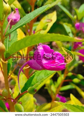 Stunning close-up of purple buds of Impatiens balsamina(Garden balsam,touch-me-not,Spotted Snapweed) ultra hd hi-res jpg stock image photo picture selective focus vertical background side  ankle view 