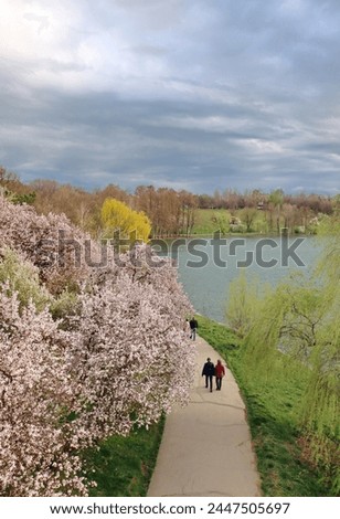 Flowering trees in the parks of Bucharest. Cherry trees and cherry blossoms in the streets. Walk among flowering trees in Tineretului park. Alley by the lake and flowering trees. Spring Lake in park Royalty-Free Stock Photo #2447505697