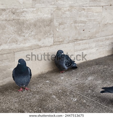 Pigeons inside a pedestrian crossing.