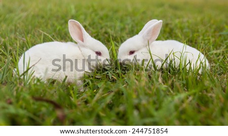 The little white rabbit
