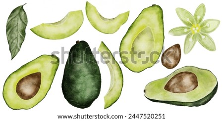 Avocado watercolor big set. Isolated hand drawn drawings of fruit parts, leaves and flowers. Clip art of ripe fruit on a white background. Ideal for menu design, vegetarian recipe books and fresh food