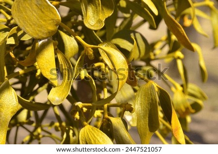 A yellow green plant mistletoe on a tree branches (sterm, trunks) closeup