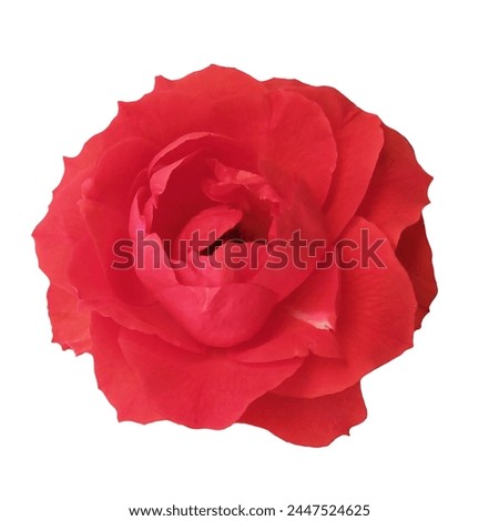 Beautiful red rose on a white background.