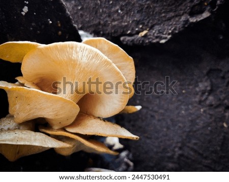 Picture of mushrooms growing on a wet wood. Mushroom growing on damp condition 