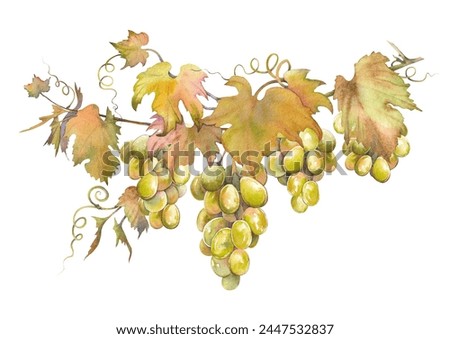 Green grapes bunches with leaves. Isolated clip art. Hand painted watercolor illustration.