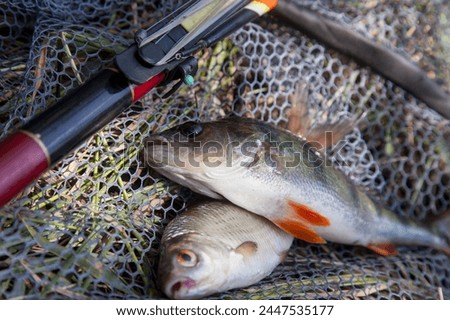 Catching fish. Common perch or European perch known as Perca Fluviatilis and common roach known as Rutilus Rutilus with float rod on black fishing net.
