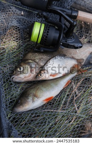 Catching fish - freshwater common bream known as bronze or carp bream, common perch or European perch, white bream or silver bream and fishing rod with reel on black fishing net. Royalty-Free Stock Photo #2447535183